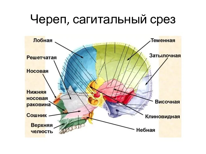 Череп, сагитальный срез