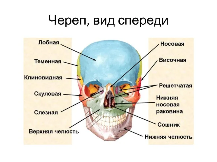 Череп, вид спереди