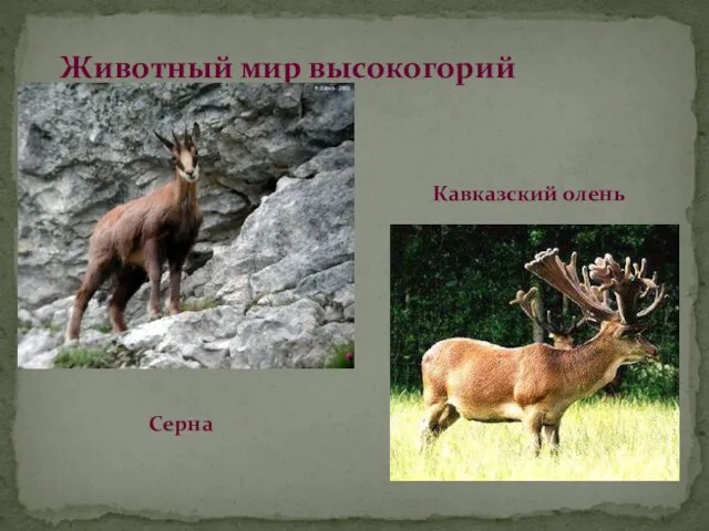 Животный мир высокогорий Серна Кавказский олень