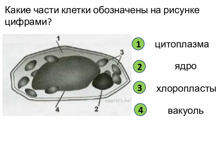 Какие части клетки обозначены на рисунке цифрами? цитоплазма 1 2 3 4 ядро хлоропласты вакуоль