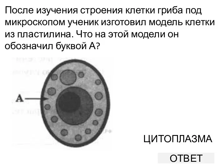 После изучения строения клетки гриба под микроскопом ученик изготовил модель