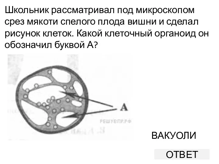 Школьник рассматривал под микроскопом срез мякоти спелого плода вишни и