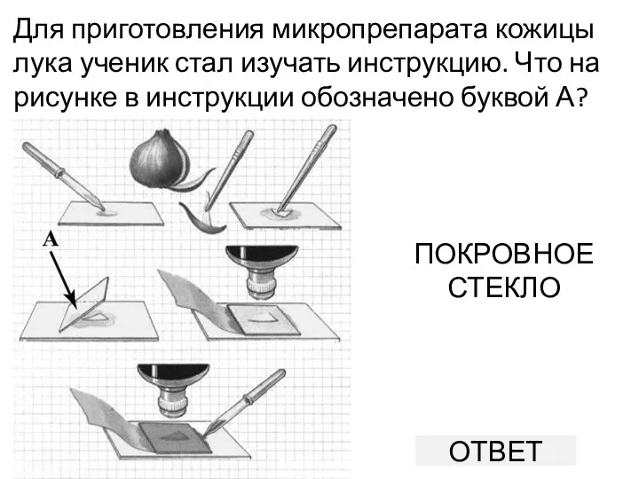 Для приготовления микропрепарата кожицы лука ученик стал изучать инструкцию. Что