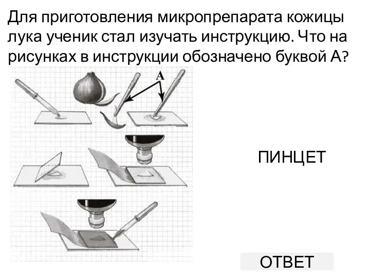 Для приготовления микропрепарата кожицы лука ученик стал изучать инструкцию. Что