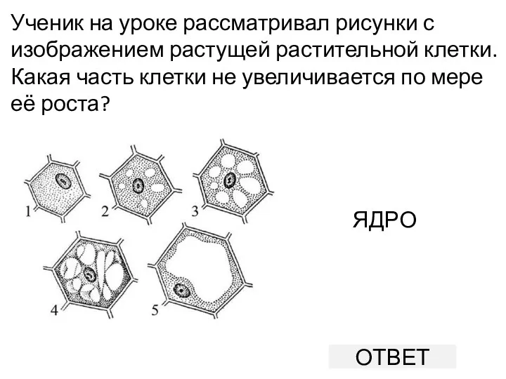 Ученик на уроке рассматривал рисунки с изображением растущей растительной клетки.