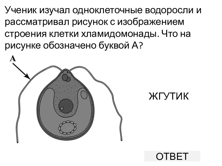 Ученик изучал одноклеточные водоросли и рассматривал рисунок с изображением строения