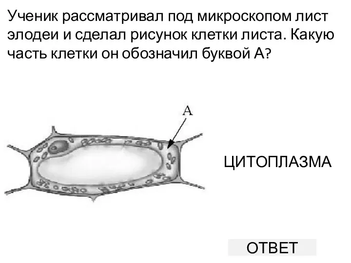 Ученик рассматривал под микроскопом лист элодеи и сделал рисунок клетки