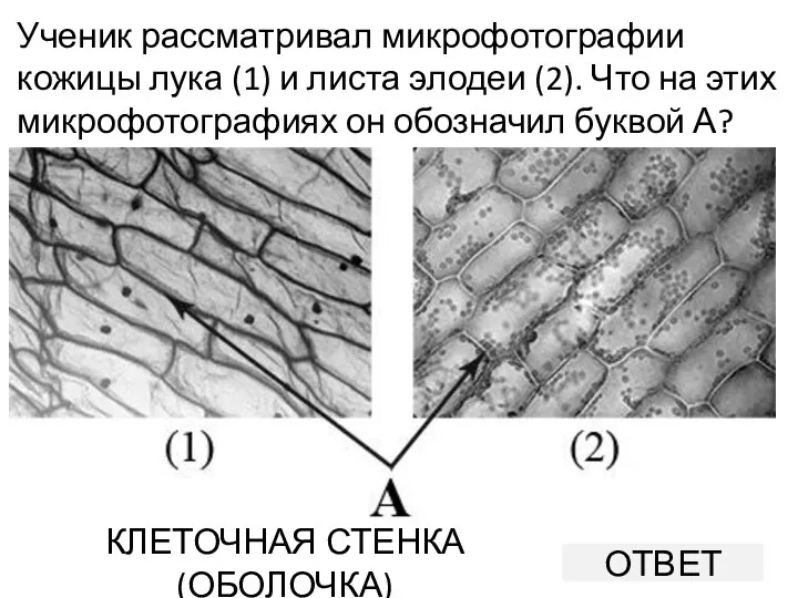 Ученик рассматривал микрофотографии кожицы лука (1) и листа элодеи (2).