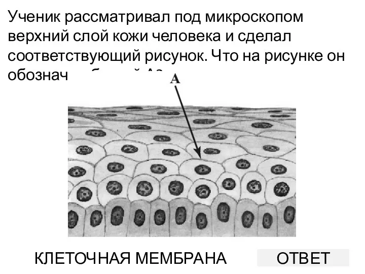 Ученик рассматривал под микроскопом верхний слой кожи человека и сделал