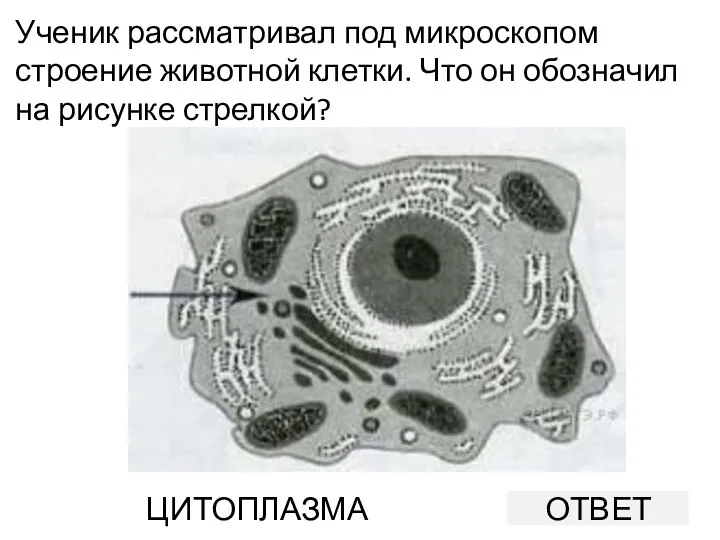 Ученик рассматривал под микроскопом строение животной клетки. Что он обозначил на рисунке стрелкой? ОТВЕТ ЦИТОПЛАЗМА