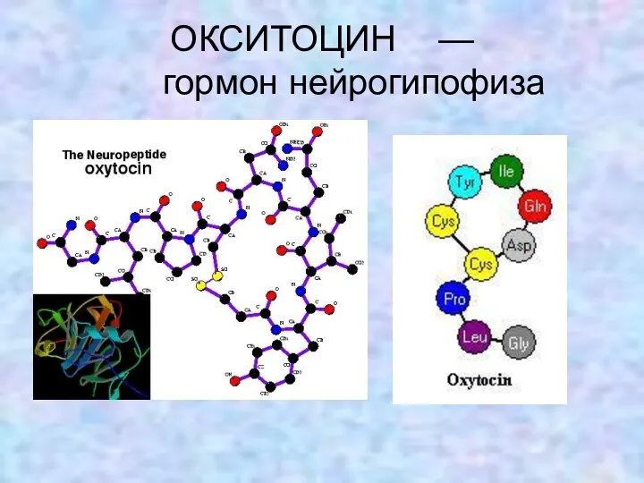 ОКСИТОЦИН — гормон нейрогипофиза