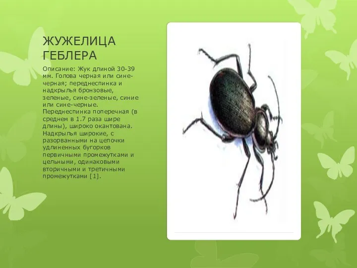 ЖУЖЕЛИЦА ГЕБЛЕРА Описание: Жук длиной 30-39 мм. Голова черная или