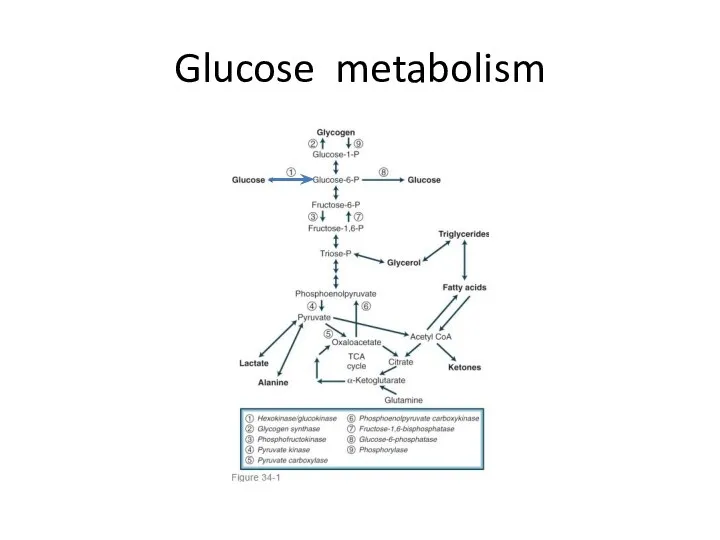 Glucose metabolism