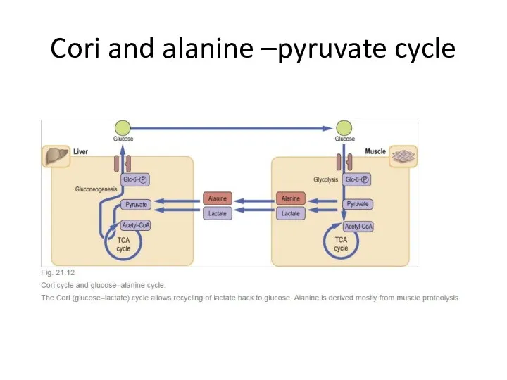 Cori and alanine –pyruvate cycle