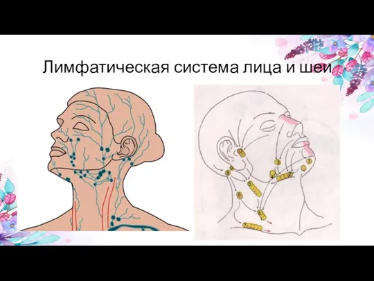 Лимфатическая система лица и шеи