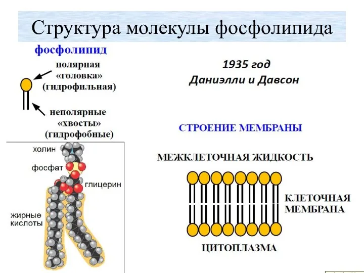 Структура молекулы фосфолипида