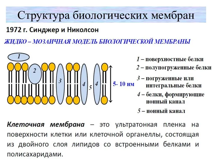 Cтруктура биологических мембран