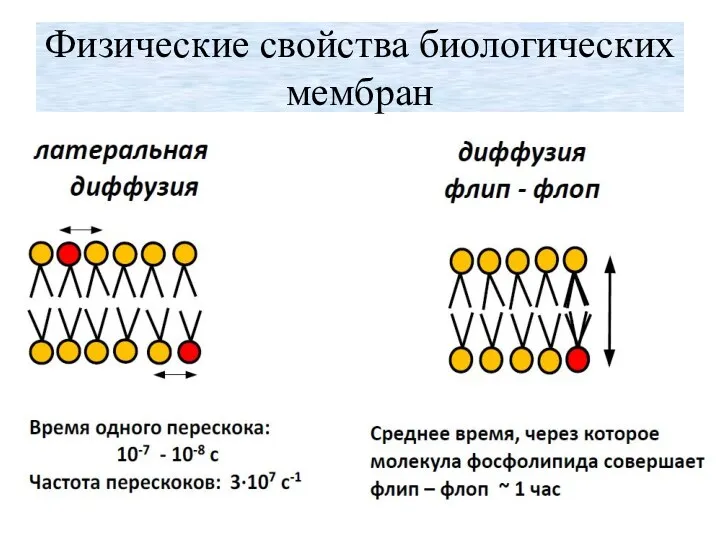 Физические свойства биологических мембран