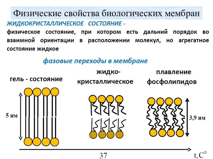 Физические свойства биологических мембран