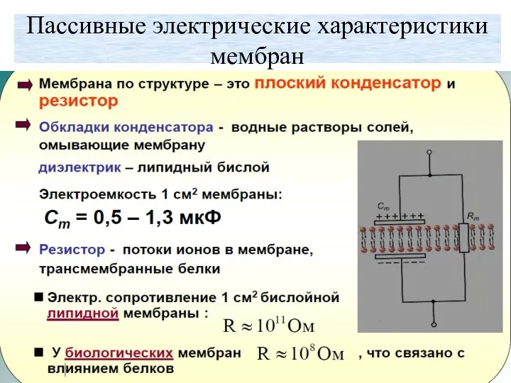 Пассивные электрические характеристики мембран