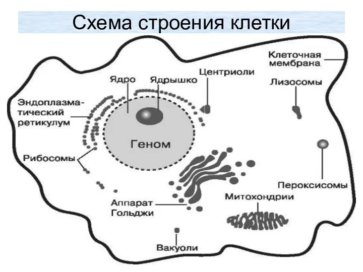 Схема строения клетки