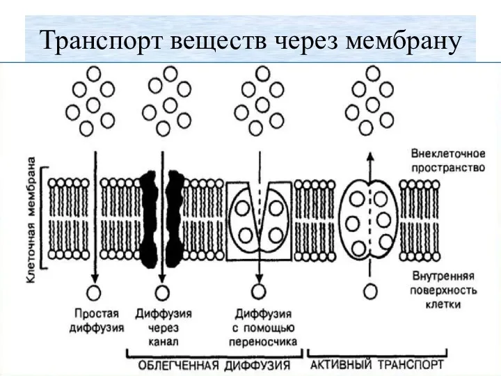 Транспорт веществ через мембрану