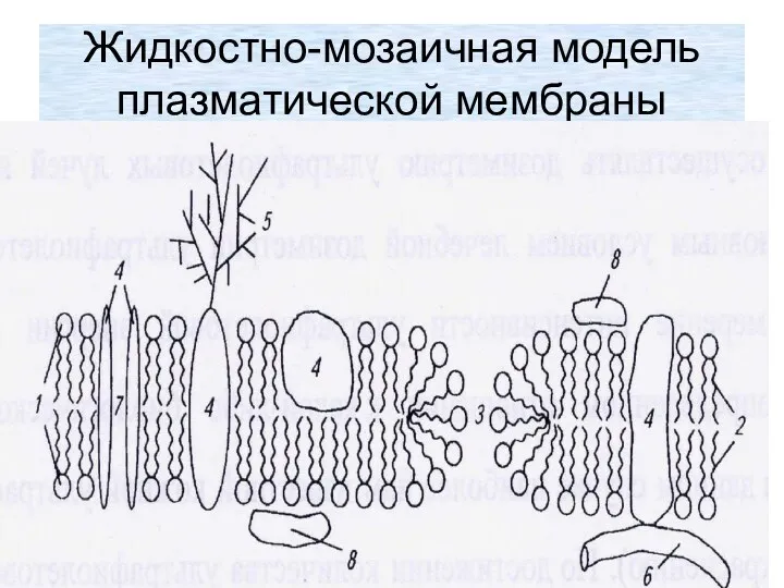 Жидкостно-мозаичная модель плазматической мембраны