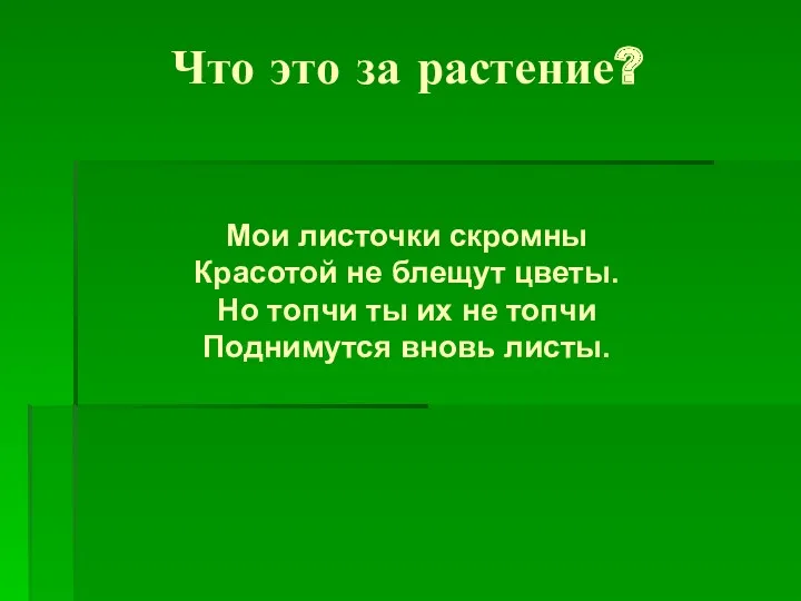 Что это за растение? Мои листочки скромны Красотой не блещут