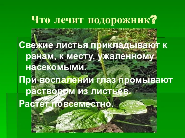 Что лечит подорожник? Свежие листья прикладывают к ранам, к месту,