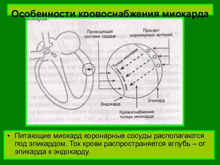 Особенности кровоснабжения миокарда Питающие миокард коронарные сосуды располагаются под эпикардом.