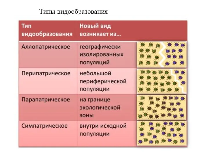 Типы видообразования