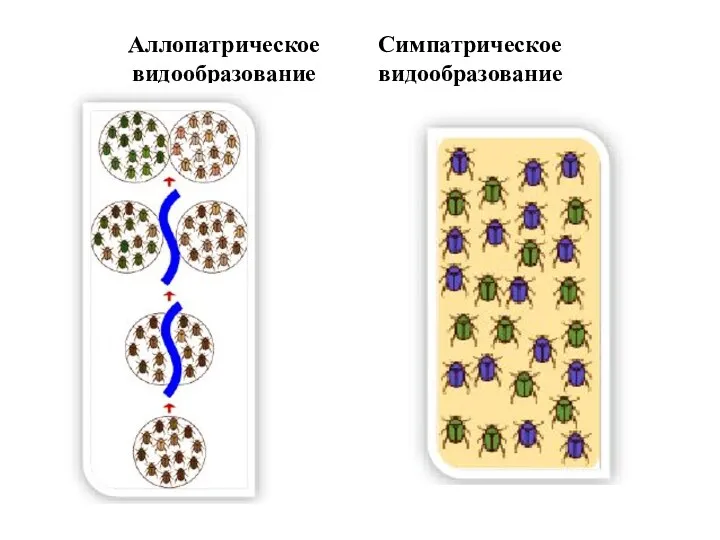 Аллопатрическое видообразование Симпатрическое видообразование