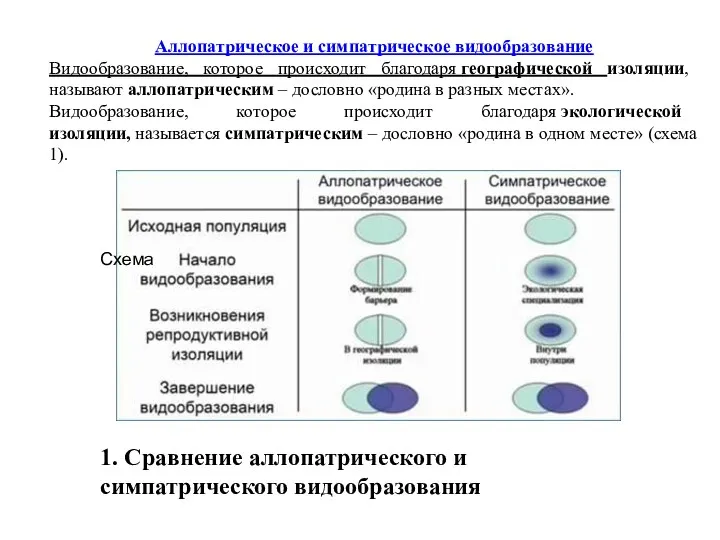 Аллопатрическое и симпатрическое видообразование Видообразование, которое происходит благодаря географической изоляции,