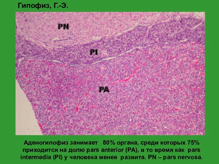 PA PI PN Аденогипофиз занимает 80% органа, среди которых 75%