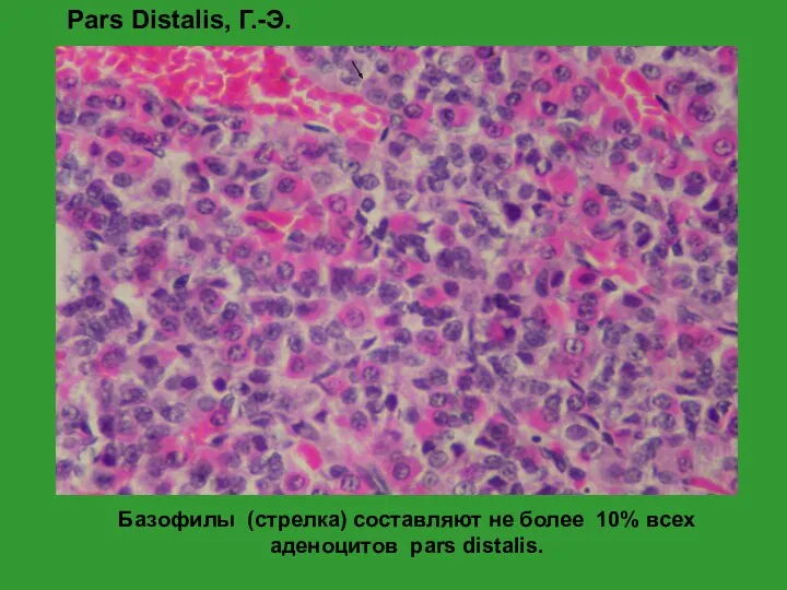 Базофилы (стрелка) составляют не более 10% всех аденоцитов pars distalis. Pars Distalis, Г.-Э.