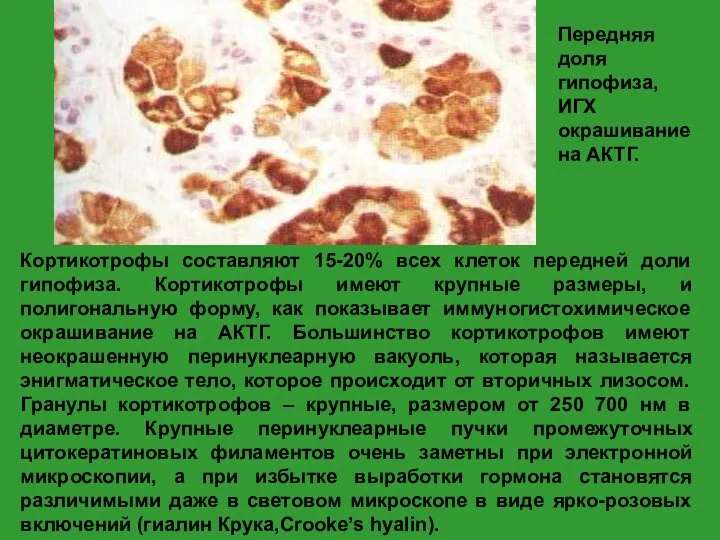 Кортикотрофы составляют 15-20% всех клеток передней доли гипофиза. Кортикотрофы имеют