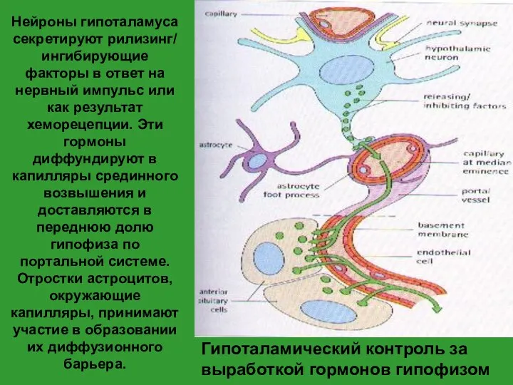 Гипоталамический контроль за выработкой гормонов гипофизом Нейроны гипоталамуса секретируют рилизинг/