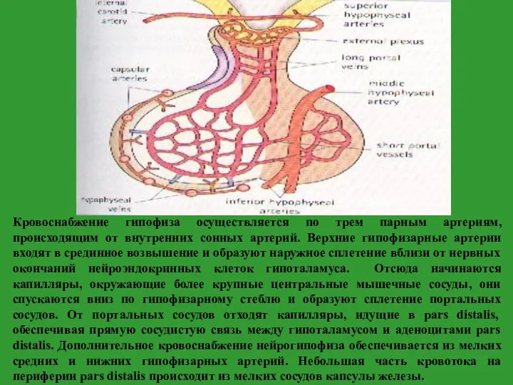 Кровоснабжение гипофиза осуществляется по трем парным артериям, происходящим от внутренних