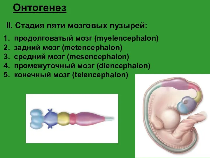 Онтогенез II. Стадия пяти мозговых пузырей: продолговатый мозг (myelencephalon) задний