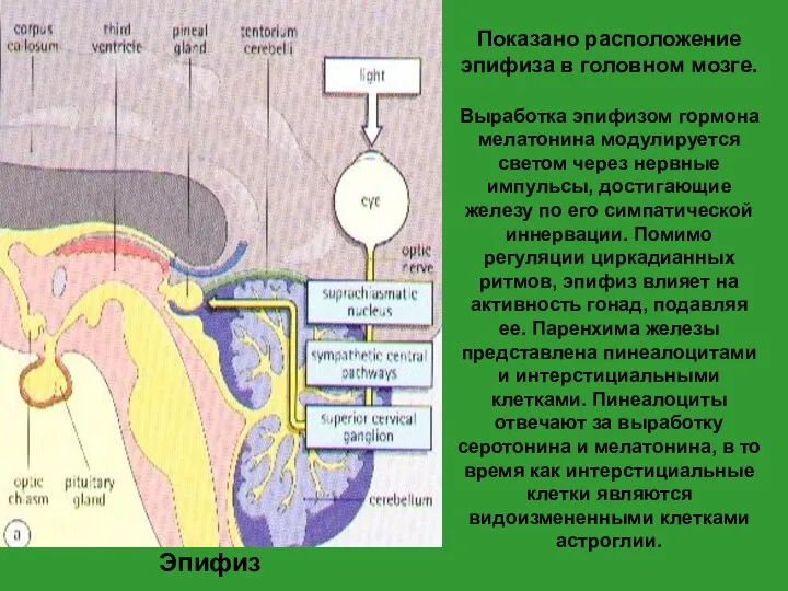 Показано расположение эпифиза в головном мозге. Выработка эпифизом гормона мелатонина