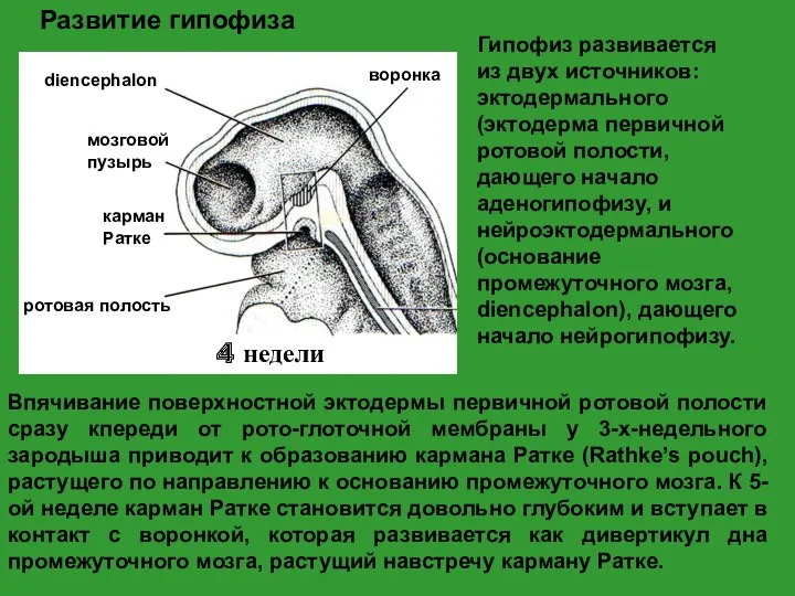 Развитие гипофиза Впячивание поверхностной эктодермы первичной ротовой полости сразу кпереди