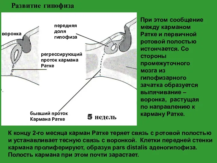 Развитие гипофиза 5 недель К концу 2-го месяца карман Ратке