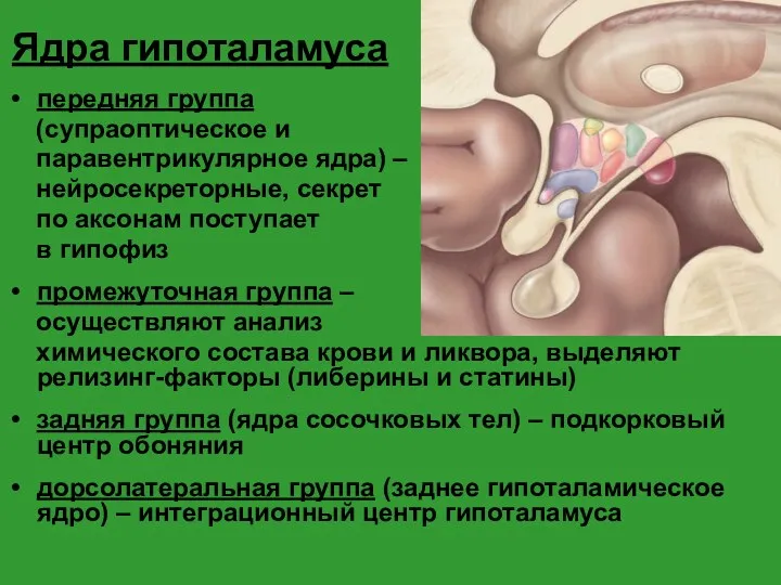 Ядра гипоталамуса передняя группа (супраоптическое и паравентрикулярное ядра) – нейросекреторные,