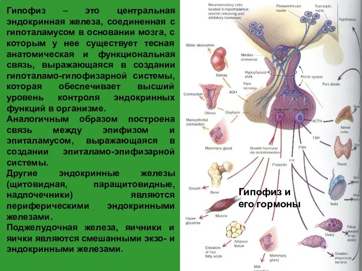 Гипофиз и его гормоны Гипофиз – это центральная эндокринная железа,