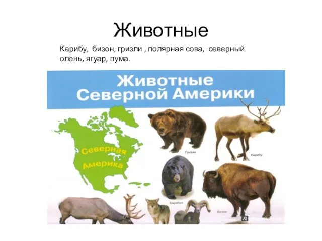 Животные Карибу, бизон, гризли , полярная сова, северный олень, ягуар, пума.