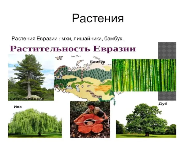 Растения Растения Евразии : мхи, лишайники, бамбук.