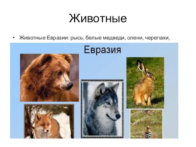Животные Животные Евразии: рысь, белые медведи, олени, черепахи, слоны.