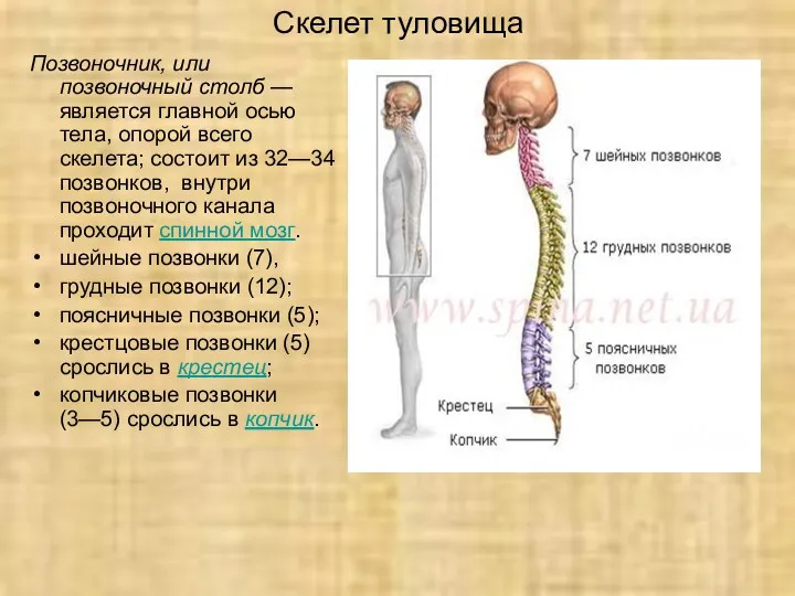 Скелет туловища Позвоночник, или позвоночный столб — является главной осью тела, опорой всего