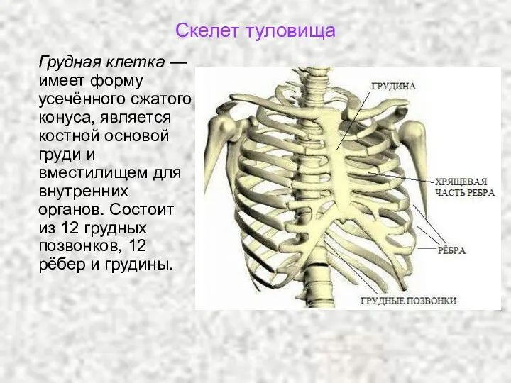 Скелет туловища Грудная клетка — имеет форму усечённого сжатого конуса, является костной основой