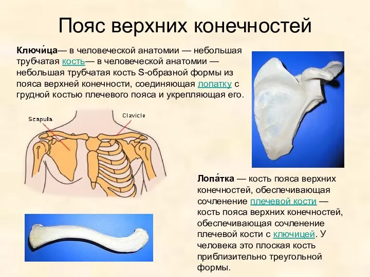 Пояс верхних конечностей Ключи́ца— в человеческой анатомии — небольшая трубчатая кость— в человеческой